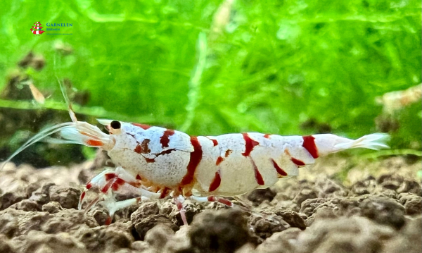 Red Fancy Tiger Garnele
